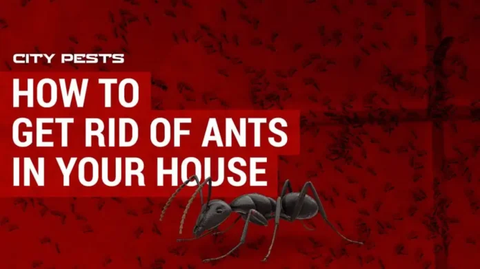 How to Get Rid of Ants in House Quickly? 2025 Guide
