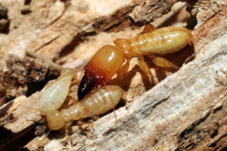 Termite Appearance