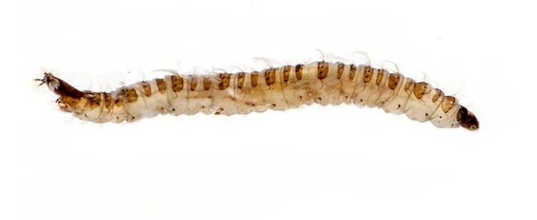What Are Drain Fly Larvae?