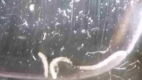Why Are Drain Fly Larvae a Problem?